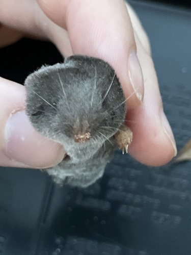 Southern Short-tailed Shrew