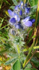 Lupinus micranthus