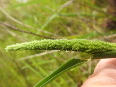 Phalaris angusta