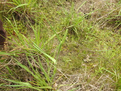 Phalaris angusta