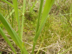 Phalaris angusta