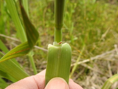 Phalaris angusta