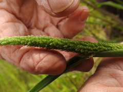 Phalaris angusta