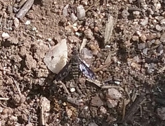 Conophorus fenestratus