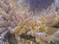 Heteractis aurora