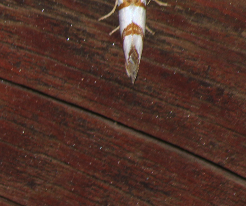 iNaturalist observation photo of Butterflies and Moths