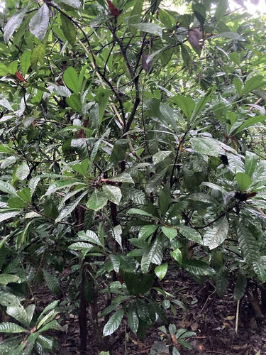 Erythrochiton gymnanthus, photograph 6