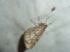 Isturgia assimilaria