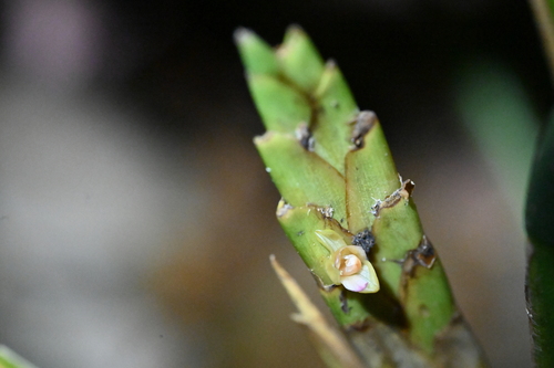 Monotagma juruanum