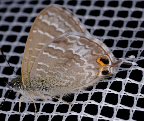 Photo of Cycad blue (Theclinesthes onycha)