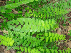 Adiantum philippense image