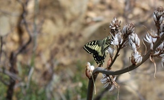 Papilio hospiton