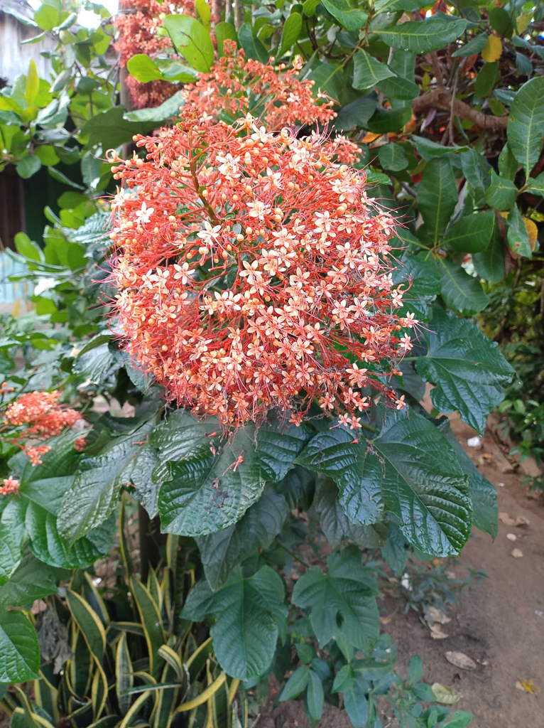 Clerodendrum paniculatum