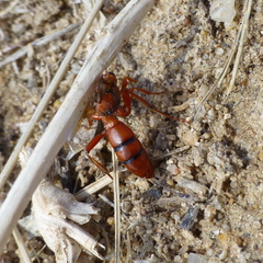 Spilichneumon