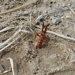 Spilichneumon