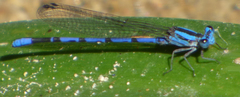 Argia carlcooki