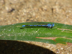 Argia carlcooki