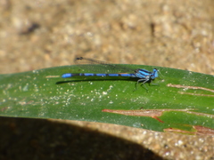 Argia carlcooki