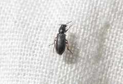 Eschatocrepis constrictus