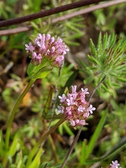 Plectritis ciliosa