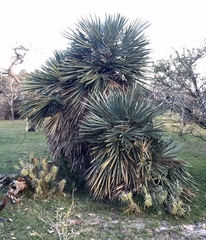 Trithrinax campestris