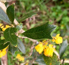 Berberis ruscifolia