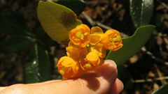 Berberis serratodentata, photograph Ariadna Tripaldi, CC BY, iNaturalist via GBIF