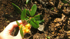 Berberis serratodentata, photograph Ariadna Tripaldi, CC BY, iNaturalist via GBIF