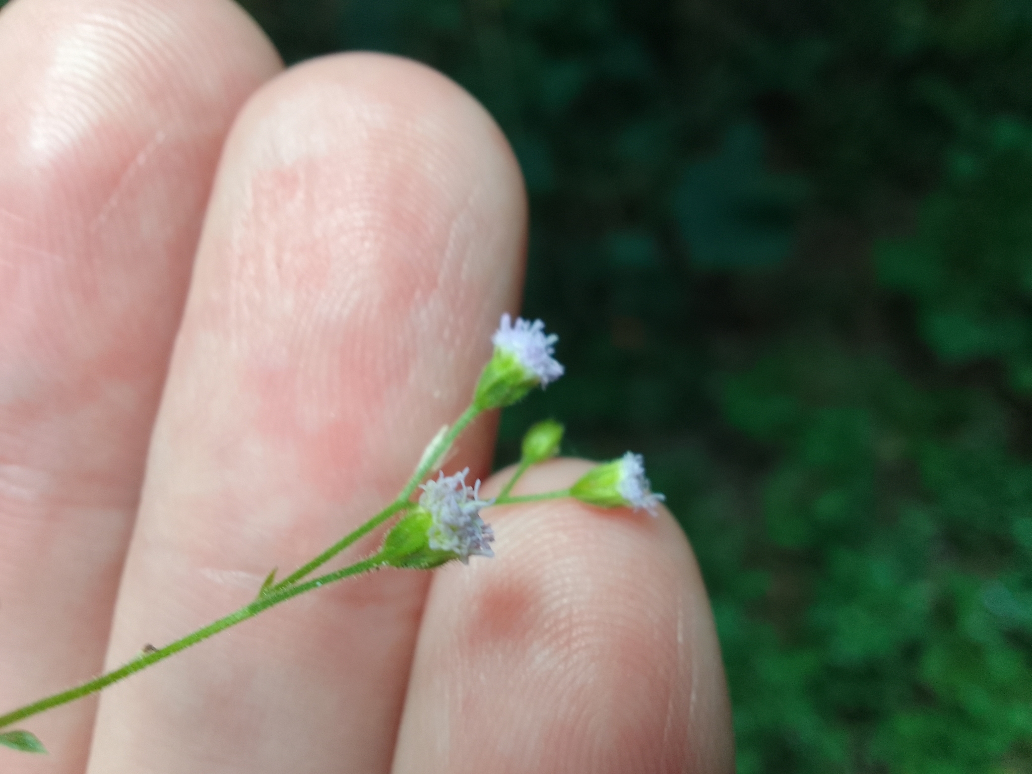 Fleischmannia microstemon