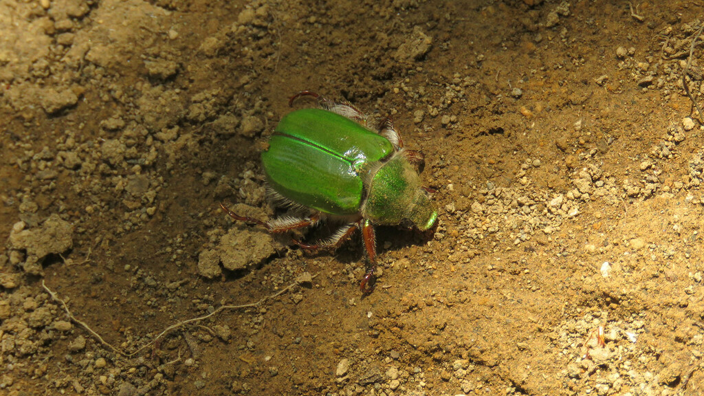 Brachysternus patagoniensis