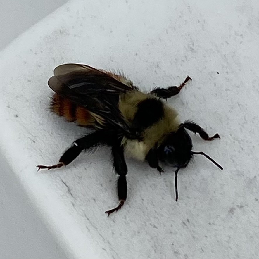 Red-belted Bumble Bee from Parc de la Cité, Longueuil, QC, CA on ...