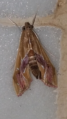 Agathodes ostentalis