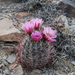 Mojave Fishhook Cactus - Photo (c) bioroamer, some rights reserved (CC BY-NC)