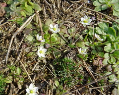 Spergula morisonii