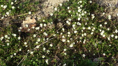 Spergula morisonii