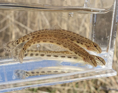 Small Stripe Spined Loach photo 2