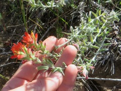 Castilleja foliolosa