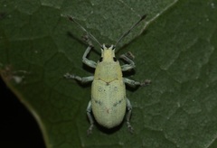 Myllocerina
