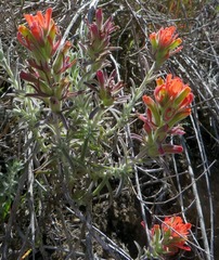Castilleja foliolosa