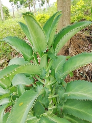 Kalanchoe laetivirens