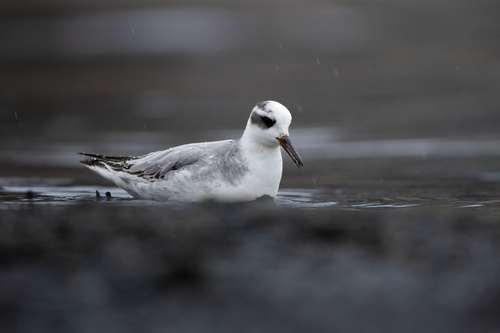 Phalarope à bec large
