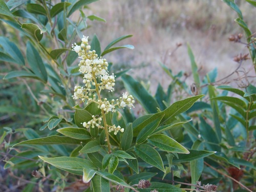 Sapindus saponaria - Leaves
