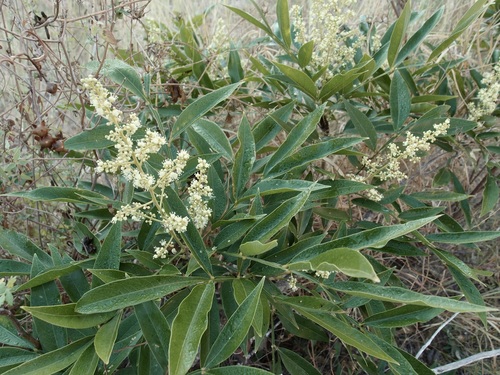 Sapindus saponaria - Whole tree