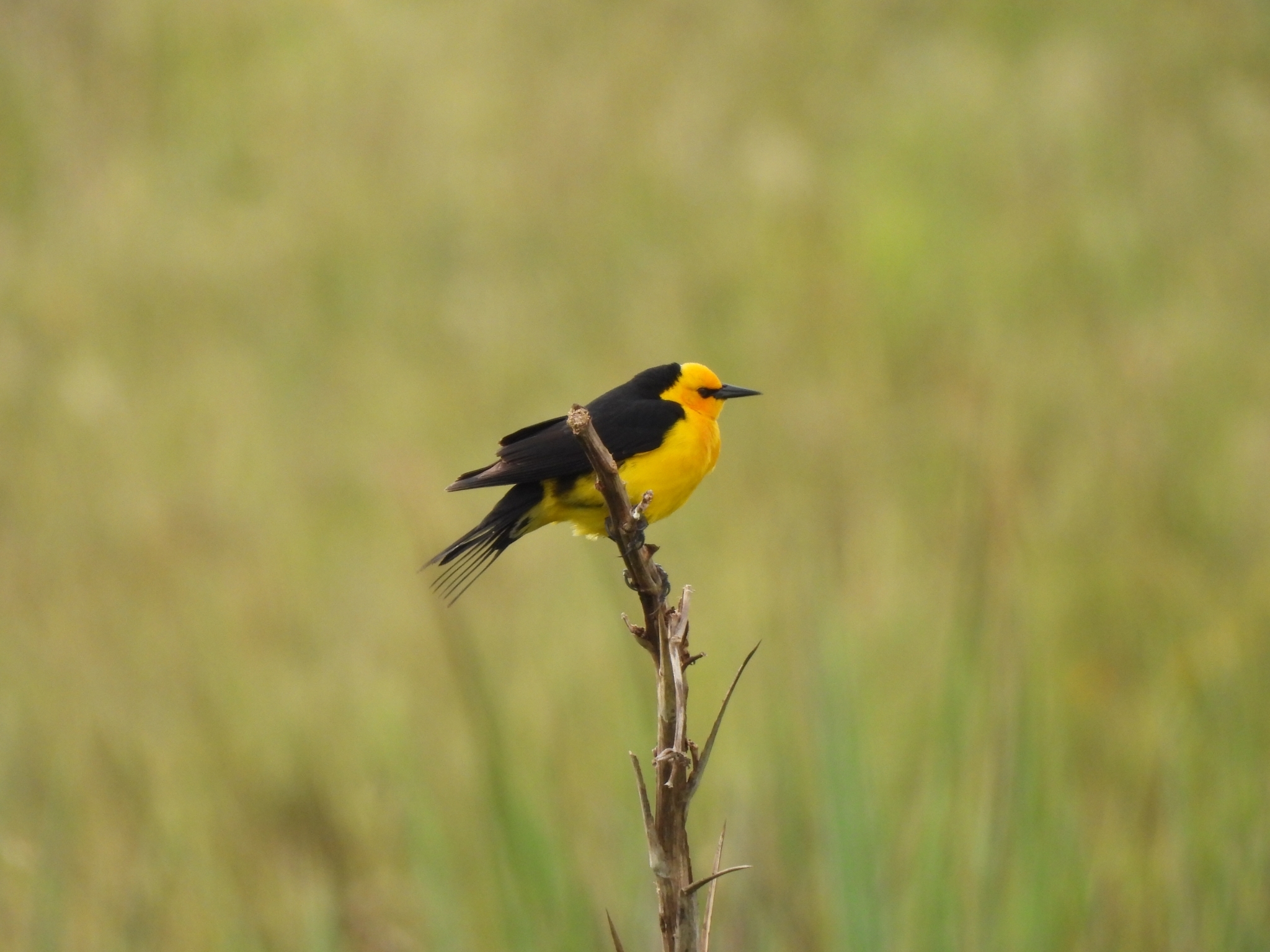 Saffron-cowled Blackbird (Xanthopsar flavus), photo 10