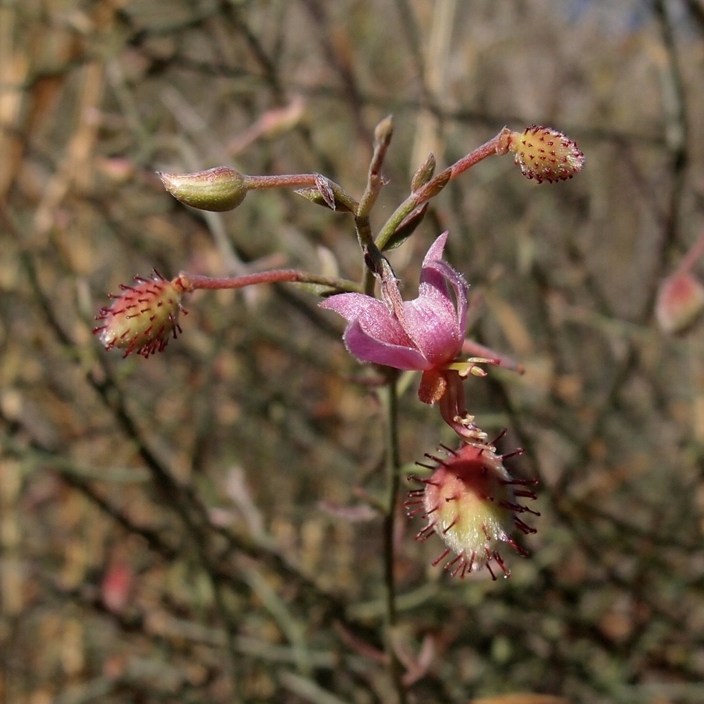 Krameria sonorae