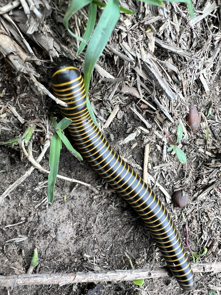 Round Backed Millipedes From Salta Salta AR On December 3 2023 At 01