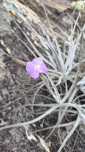 Tillandsia grao-mogolensis, photograph 1