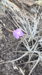 Tillandsia grao-mogolensis