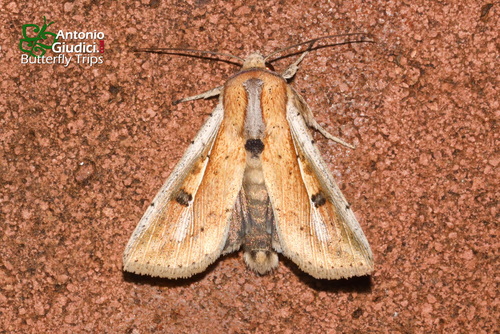 Mythimna chiangmai