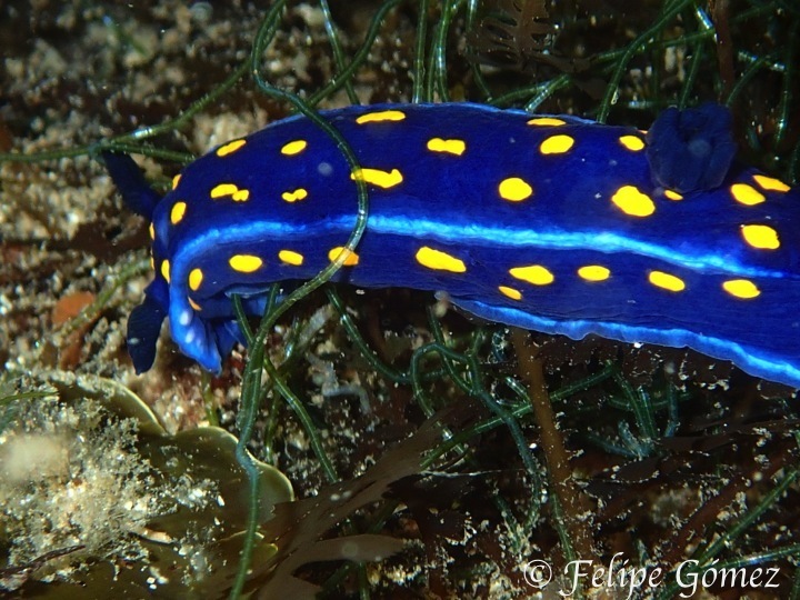 California Blue Dorid